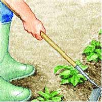 Cours de jardinage : mise en péril